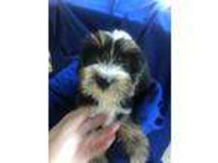 Tibetan Terrier Puppy for sale in Ione, CA, USA