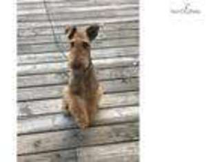 Airedale Terrier Puppy for sale in Rockford, IL, USA