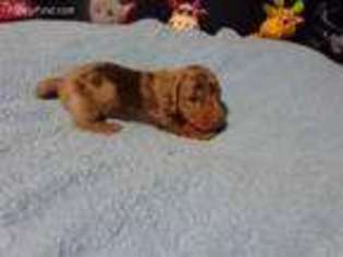 Dachshund Puppy for sale in Jefferson City, MO, USA