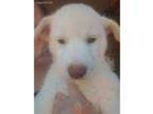 Siberian Husky Puppy for sale in Goodview, VA, USA