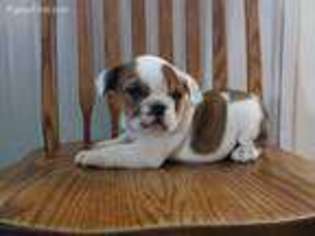 Bulldog Puppy for sale in North Adams, MI, USA