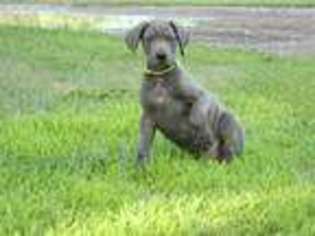Great Dane Puppy for sale in Turin, IA, USA