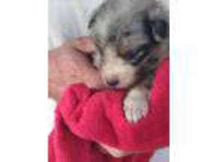 Australian Shepherd Puppy for sale in Selma, NC, USA
