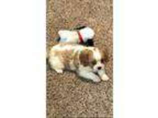 Cavalier King Charles Spaniel Puppy for sale in Peebles, OH, USA