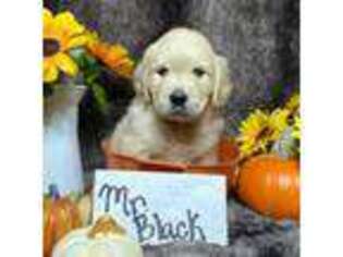 Mutt Puppy for sale in Bloomington, CA, USA