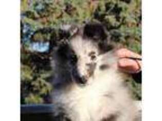 Shetland Sheepdog Puppy for sale in Fargo, ND, USA