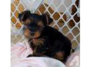 Yorkshire Terrier Puppy for sale in SIMI VALLEY, CA, USA