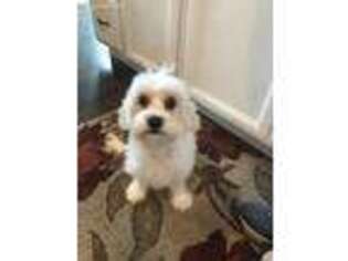 Cavachon Puppy for sale in Greeley, CO, USA