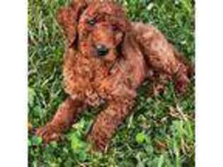 Mutt Puppy for sale in Jacksonville, VT, USA