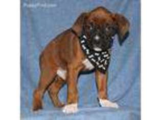 Boxer Puppy for sale in Eden Valley, MN, USA
