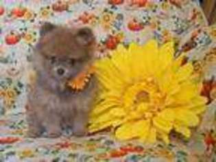 Pomeranian Puppy for sale in Medina, OH, USA