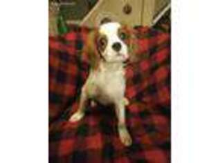 Cavalier King Charles Spaniel Puppy for sale in Gettysburg, PA, USA
