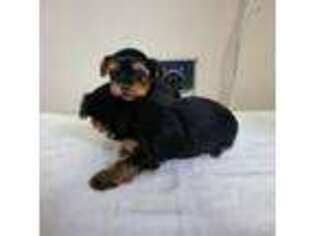 Yorkshire Terrier Puppy for sale in Chesterfield, VA, USA