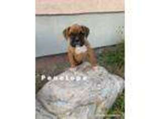 Boxer Puppy for sale in Price, UT, USA