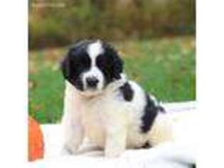 Newfoundland Puppy for sale in Peach Bottom, PA, USA