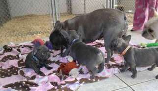 French Bulldog Puppy for sale in Bend, OR, USA