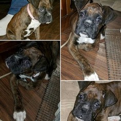Boxer Puppy for sale in Point Marion, PA, USA