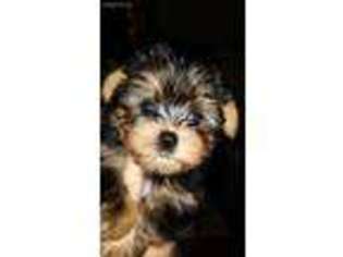 Yorkshire Terrier Puppy for sale in Shelbyville, IN, USA