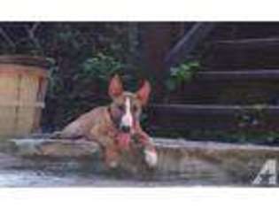 Bull Terrier Puppy for sale in MONTPELIER, VA, USA