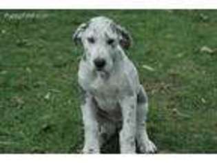 Great Dane Puppy for sale in Argyle, WI, USA
