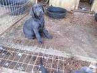 Labrador Retriever Puppy for sale in JOSHUA, TX, USA