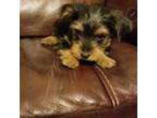 Yorkshire Terrier Puppy for sale in Blacksburg, VA, USA