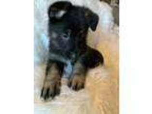 German Shepherd Dog Puppy for sale in Andalusia, AL, USA