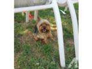 Yorkshire Terrier Puppy for sale in NORFOLK, VA, USA