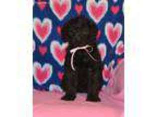 Labradoodle Puppy for sale in Vestaburg, MI, USA