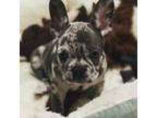 French Bulldog Puppy for sale in Crab Orchard, TN, USA