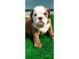 Bulldog Puppy for sale in Conroe, TX, USA