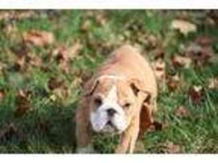 Bulldog Puppy for sale in Ocean City, NJ, USA