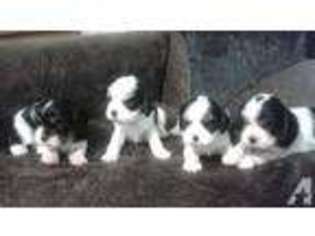 Cavalier King Charles Spaniel Puppy for sale in MARYSVILLE, CA, USA