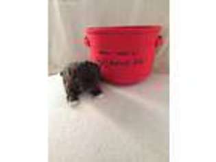 Mutt Puppy for sale in North Myrtle Beach, SC, USA