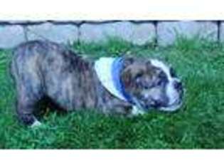 Olde English Bulldogge Puppy for sale in Kittanning, PA, USA