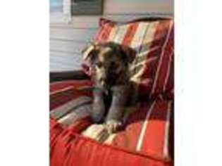 German Shepherd Dog Puppy for sale in Raphine, VA, USA