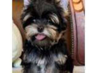 Yorkshire Terrier Puppy for sale in Fresno, CA, USA