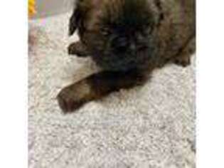 Mutt Puppy for sale in Ironton, MO, USA