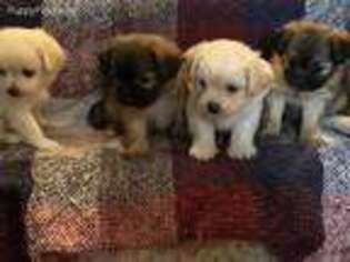 Shih-Poo Puppy for sale in Mastic, NY, USA