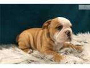 Beabull Puppy for sale in Unknown, , USA
