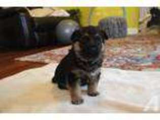 German Shepherd Dog Puppy for sale in SPOKANE, WA, USA