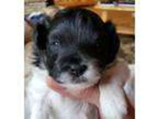 Mutt Puppy for sale in Hillman, MN, USA