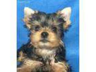 Yorkshire Terrier Puppy for sale in Snowville, UT, USA