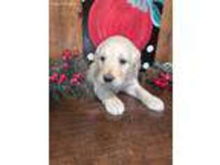 Goldendoodle Puppy for sale in Mountain Grove, MO, USA