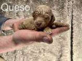 Labradoodle Puppy for sale in Yreka, CA, USA
