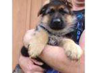 German Shepherd Dog Puppy for sale in Peshtigo, WI, USA