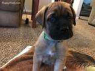 Mastiff Puppy for sale in Cle Elum, WA, USA