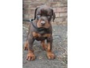 Medium Photo #1 Doberman Pinscher Puppy For Sale in Wardensville, WV, USA