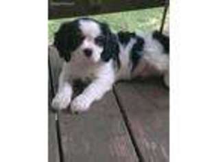 Cavalier King Charles Spaniel Puppy for sale in Morristown, TN, USA