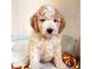 Labradoodle Puppy for sale in Tehachapi, CA, USA